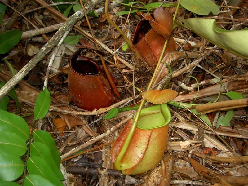 Die fleischfressende Pflanze Nepenthes bicalcarata. (Quelle: © Hans Breuer / wikimedia.org; CC BY 2.0)