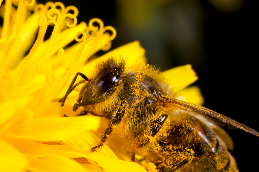 Bienen spielen für den Erhalt von Artenvielfalt eine wichtige Rolle, schließlich sind sie es, die in fleißiger Arbeit unzählige Blüten bestäuben.