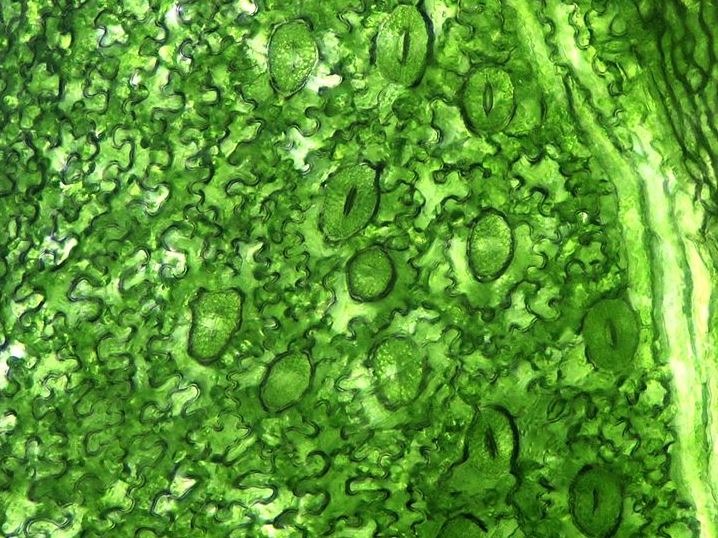 In Blättern befinden sich sehr viele kleine Poren, die sich öffnen oder verschließen lassen. Sie bergen aber ein Risiko: Für Bakterien sind sie willkommene Schlupflöcher, um in die Pflanzen einzudringen. (Bildquelle: © Micropix/wikimedia.org/CC BY-SA 3.0)