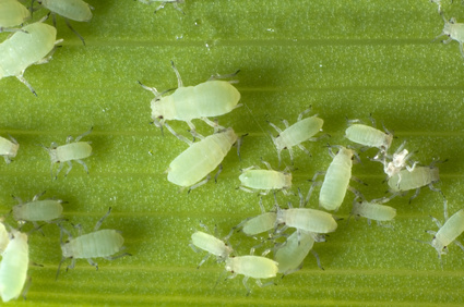 Blattläuse sind die am weitesten verbreiteten Schädlinge von Kulturpflanzen (Quelle: © Michael Pettigrew / fotolia.com)