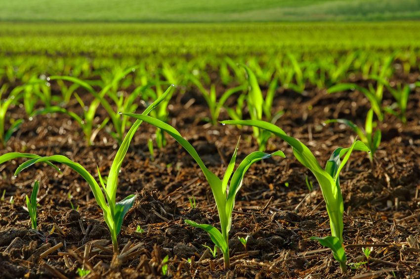 Ein komplexes Netzwerk verschiedener Gene reguliert das Wachstum der Maispflanzen. Eine zentrale Kontrollstelle scheint dabei die Ligninproduktion zu sein.
