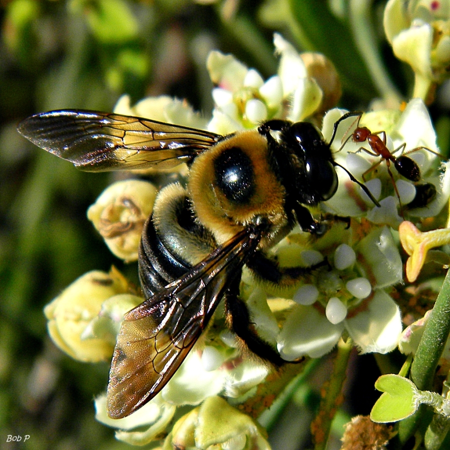 Soziale Bienen kommunizieren Gefahr über Duftsignale (Quelle: © Bob Peterson / wikimedia.org; CC BY-SA 2.0)