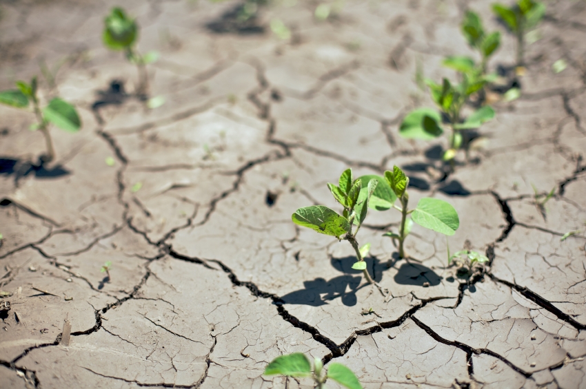 Die Gefahr von schweren Dürren steigt in der Zukunft: Forscher haben untersucht, wie man Pflanzen besser gegen Wassermangel wappnen kann. (Bildquelle: © iStock.com/ mniebuhr)