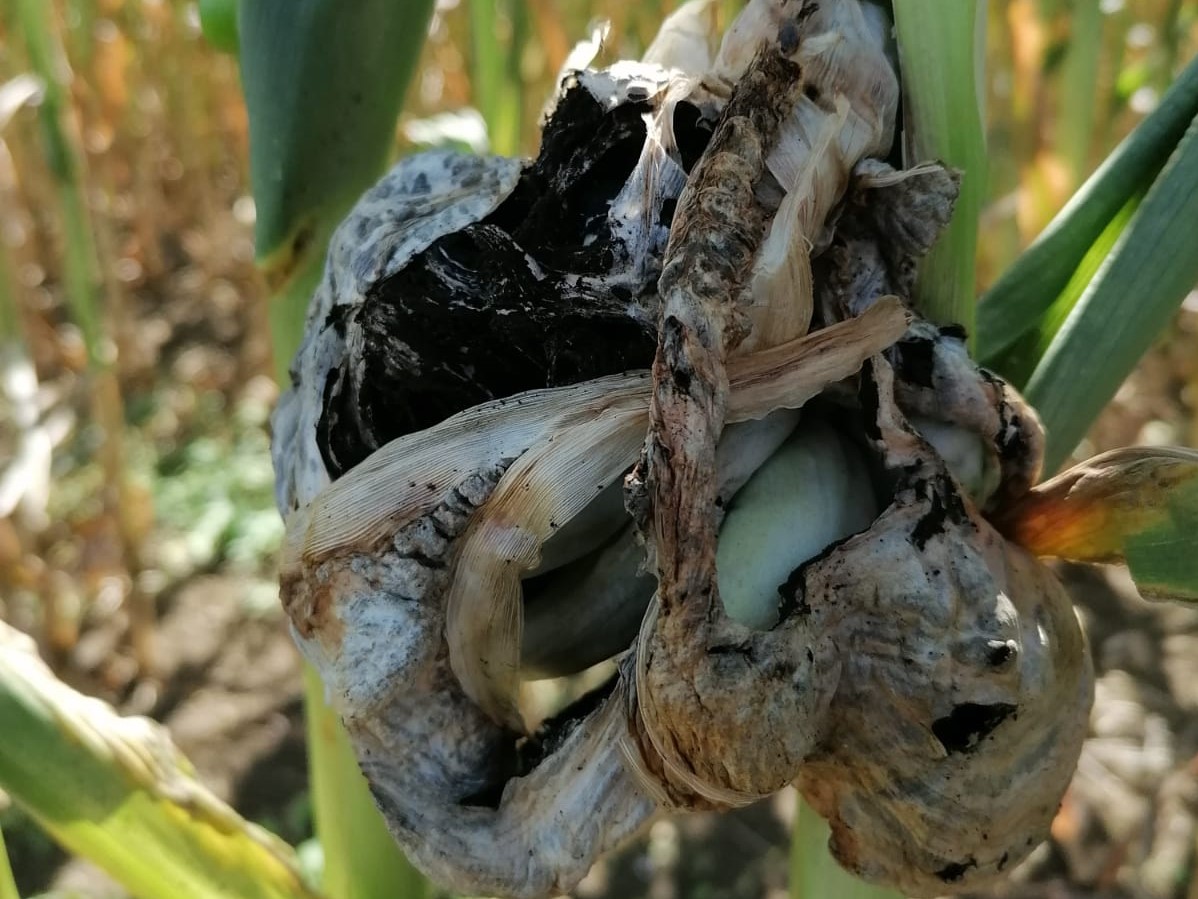 Diese Maispflanze ist mit dem Pilz Ustilago maydis infiziert. (Bildquelle: © Mamoona Khan)