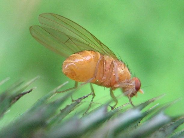 Auch Taufliegen der Gattung Drosophila haben eine vergleichbare Rate, mit der ermittelt werden kann, wieviele Gene pro eine Mio. Jahren gewonnen bzw. verloren werden. Hier: Die „Schwarzbäuchige“ Taufliege (Drosophila melanogaster).