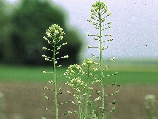 Leindotter (Camelina sativa) produziert bereits eine Vorstufe der Omega-3-Fettsäuren EPA und DHA in seinem Samen und eignet sich daher besonders gut als Produktionsstätte. (Bildquelle: © Fornax / wikimedia.org ; CC BY-SA 3.0)