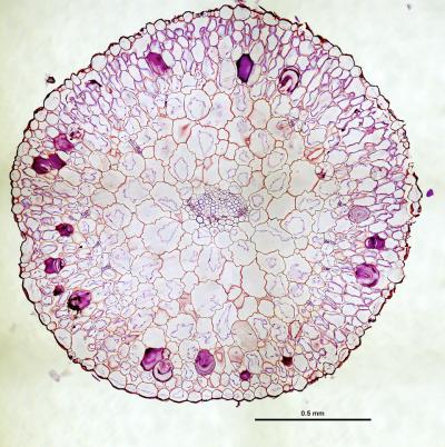 Durch die ringförmige Anordnung der Leitgefäße (violett), werden photosynthetische Zellen auch in den 