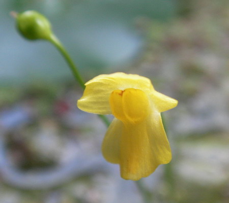 Die fleischfressende Pflanze Utricularia gibba wird hierzulande auch Zwerg-Wasserschlauch genannt.
