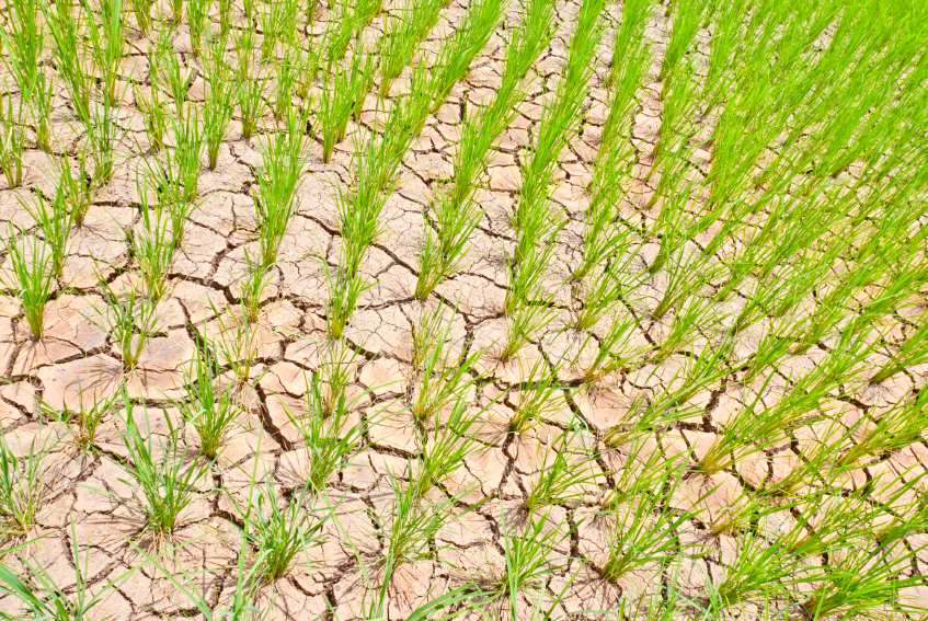 Nur wenn Reis auch bei trockenen Klimaverhältnissen noch ausreichend Erträge bringt, ist die Nahrungsgrundlage zahlreicher Menschen sicher.