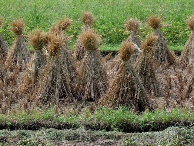 Viele Feldfrüchte verkümmern auf saurem Boden. Forscher suchen daher nach den genetischen Ursachen, die Reis zu seiner Aluminiumtoleranz verhelfen (Quelle: © Dieter Schütz / pixelio.de). 