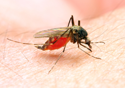 Stechmücken der Gattung Anopheles übertragen Malaria.   