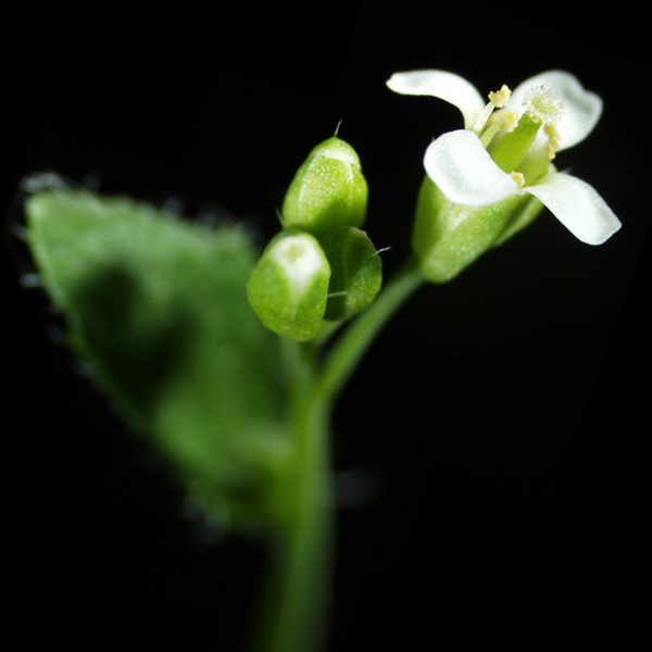 Ackerschmalwand in Blüte: Sie hat ein relativ kleines, vollständig sequenziertes Genom und eignet sich deshalb als Modellpflanze für die Genforschung.
