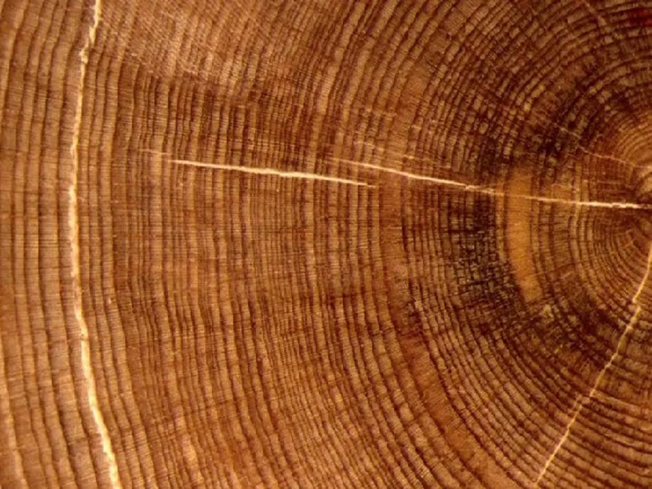Baumringe ermöglichen eine präzise Datierung bis Jahrhunderte in die Vergangenheit: Die Isotopenverhältnisse von Kohlenstoff 13C zu 12C und Sauerstoff 18O zu 16O in der Zellulose des Baumstamms sind Indikatoren für Trockenheit bzw. Feuchtigkeit zur Zeit d