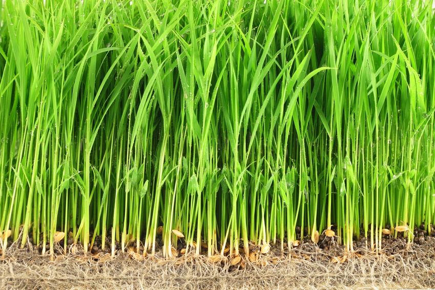 Mykorrhizapilze lassen Reis besser wachsen (Quelle: © tallburn46/Fotolia.com)