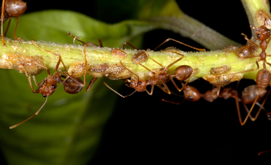 Ameisen mit Schildläusen: Die Läuse werden vom Baum mit Kohlenhydraten versorgt, die Ameisen profitieren ebenfalls davon. (Quelle: © iStockphoto.com/jeridu)
