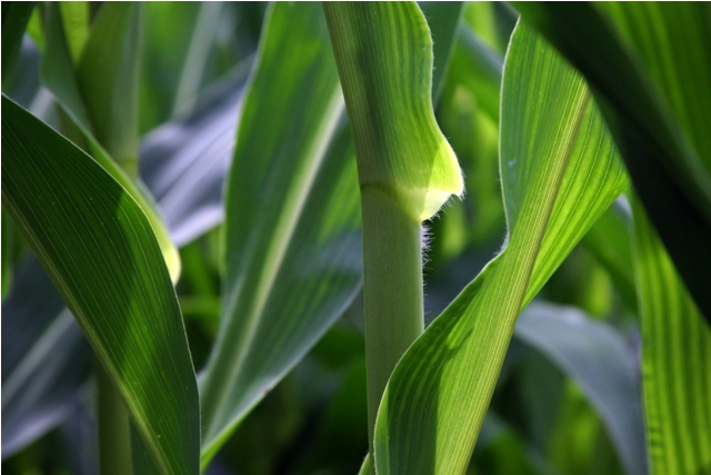 Die Wissenschaft sucht nach langfristig erfolgreichen Strategien für resistente Maissorten (Quelle: © Michael Hirschka/pixelio.de).