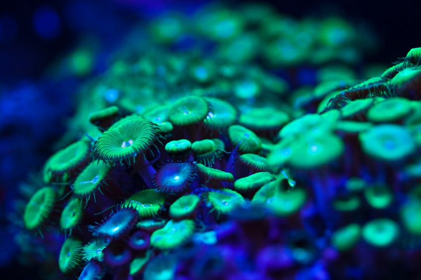 Fluoreszierende Proteine. (Quelle: © iStockphoto.com/ Markus Schieder)