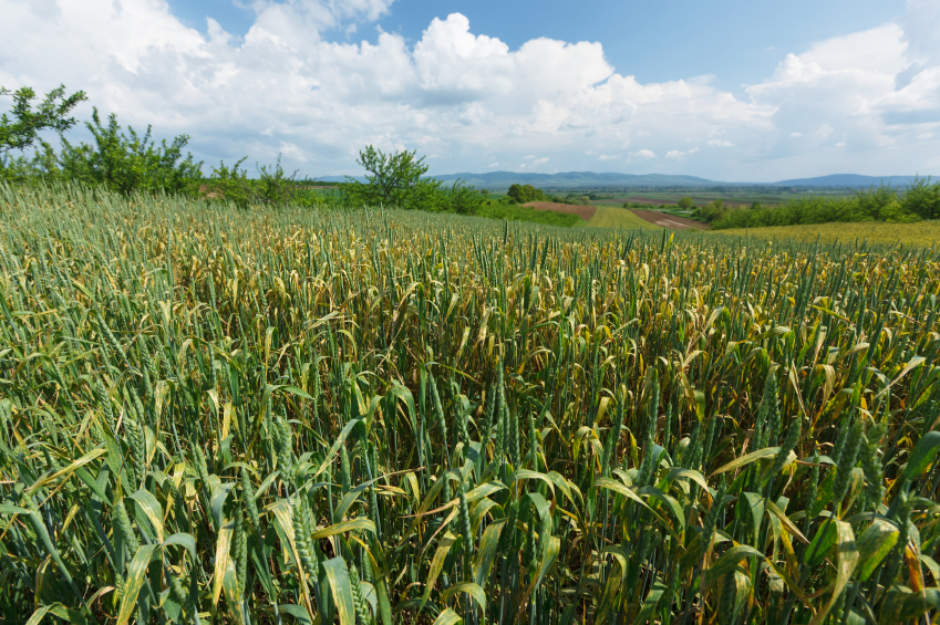 Pflanzenviren sorgen weltweit pro Jahr für Ernteverluste von etwa 60 Milliarden US-Dollar. Das Bild zeigt ein Weizenfeld, das vom Gelbverzwergungsvirus befallen ist. (Bildquelle: © iStock.com/ SStajic)