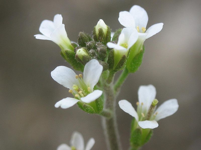 Zwei Gene aus der Ackerschmalwand (Arabidopsis thaliana) wurden von den Forschern in das Erbgut des Manioks eingeführt, um den Vitamin-B6-Gehalt zu erhöhen.
