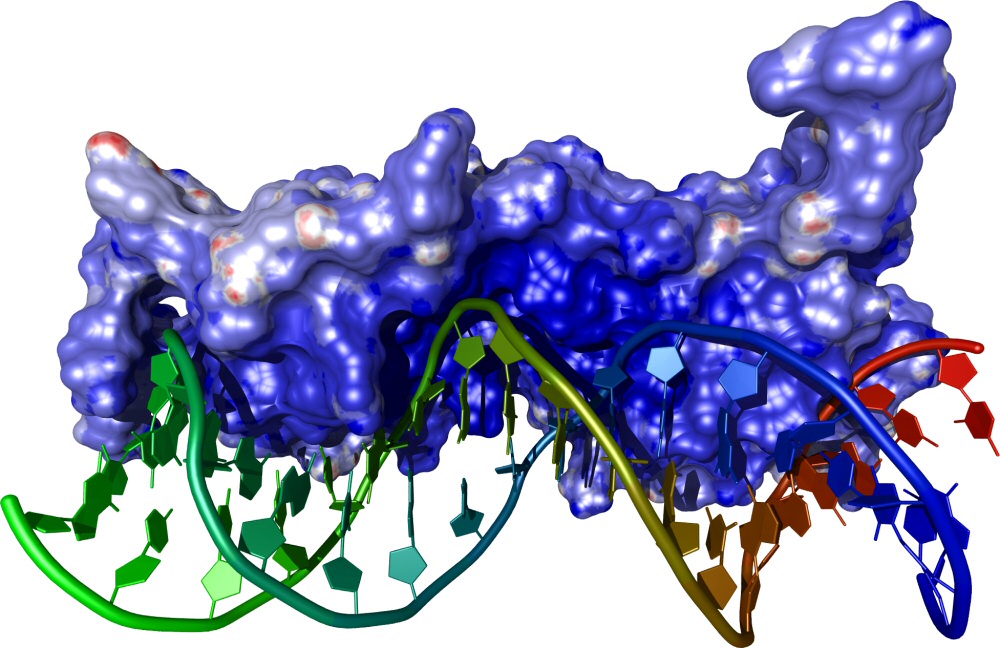 Darstellung eines Transkriptionsfaktors, der sich an die passende DNA-Sequenz legt.