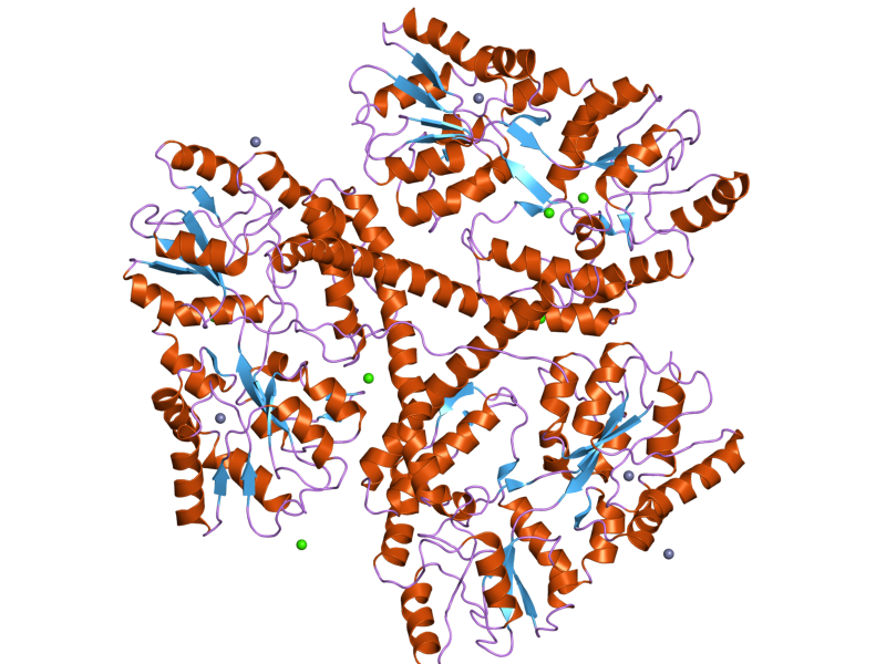 Der glutaminreiche N-Terminus von menschlichen Huntingtin. Könnte eine pflanzliche Protease die Verklumpung dieser Proteine verhindern und damit die Krankheit Huntigton heilen?
