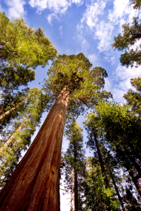 Redwood-Bäume sind die größten Pflanzen der Welt. (Quelle: © iStockphoto.com/Joseph Tringali)