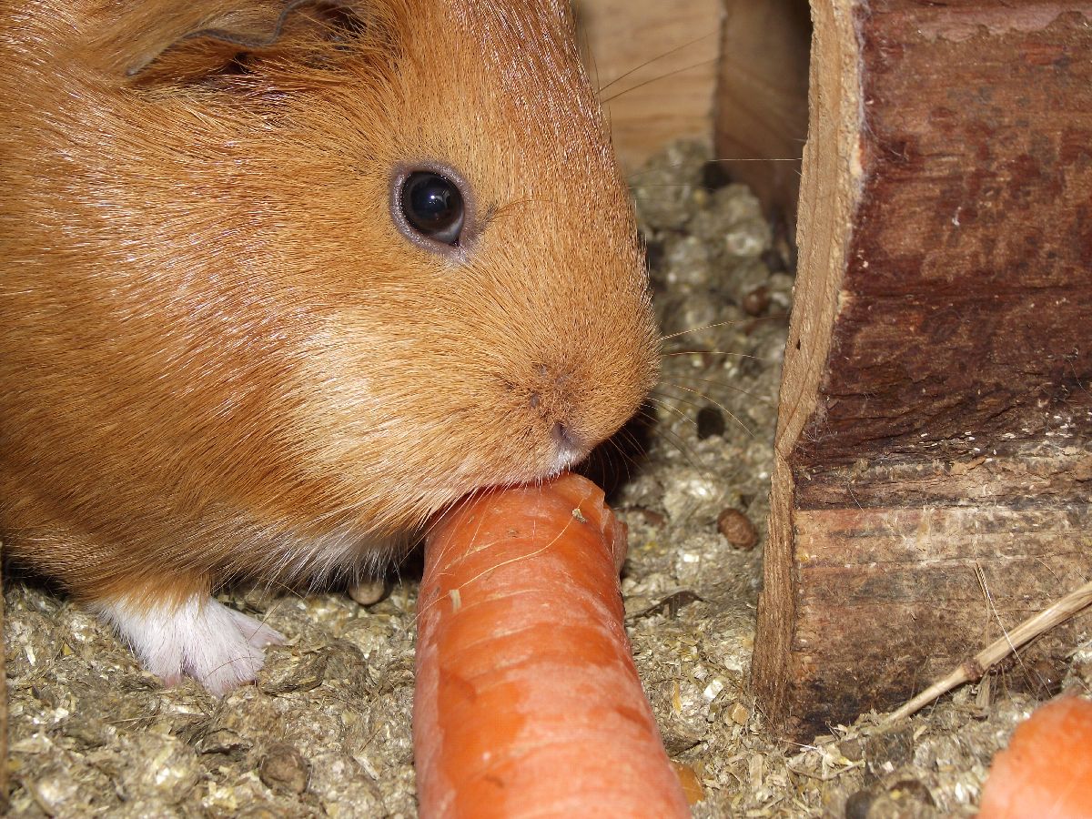 Auch Haustiere wie Meerschweinchen oder Hasen knabbern gern an Karotten.