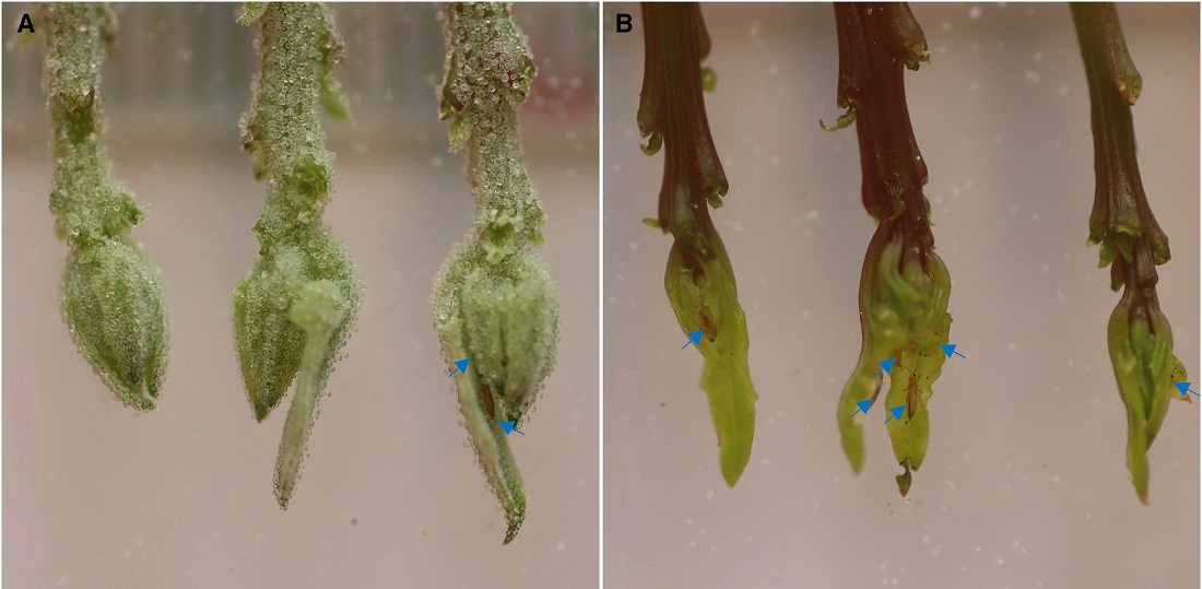 Die Triebe der Quinoa-Pflanze sind mit kleinen Blasen bedeckt (links). Rechts ist eine mutierte Pflanze zu sehen, die vollständig frei von Blasenzellen ist. Die blaue Pfeile zeigen auf Thripse - kleine Insekten, die ernsthafte Schädlinge sind und die die Mutante stärker angreifen.
