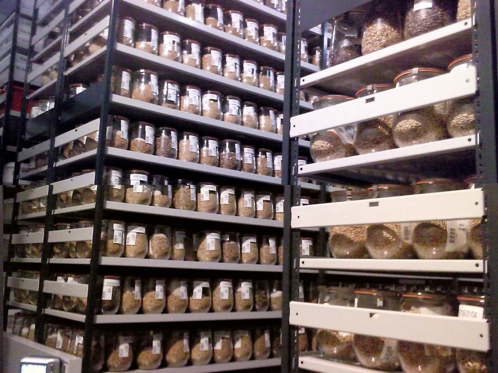 Saatgut im Kühllager der Genbank des IPK Gatersleben. Mit 2.933 Arten und 776 Gattungen zählt sie zu den weltweit größten Einrichtungen ihrer Art.