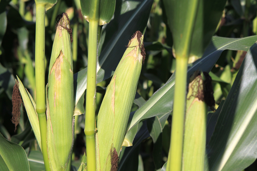 Biokrafstoffe der ersten Generation: Zur Produktion von Bioethanol wird beispielsweise Mais verwendet.
