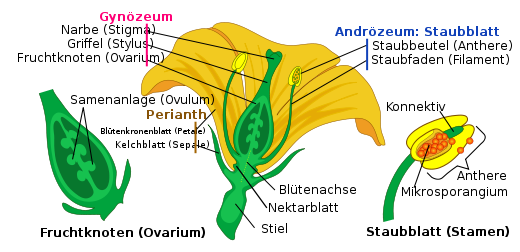 Die Angiospermenblüte im schmatischen Querschnitt. Im Fokus der Forscher stand vor allem das Gynoeceum mit seinen Untereinheiten.