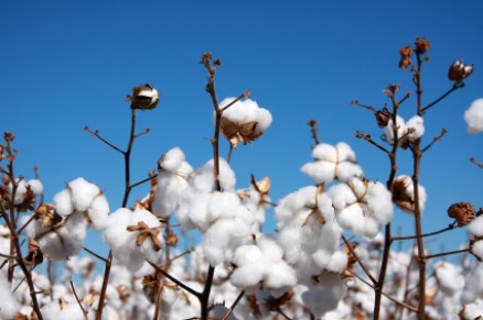 Der Anbau von Bt-Baumwolle führte zu deutlichen Ertragssteigerungen.