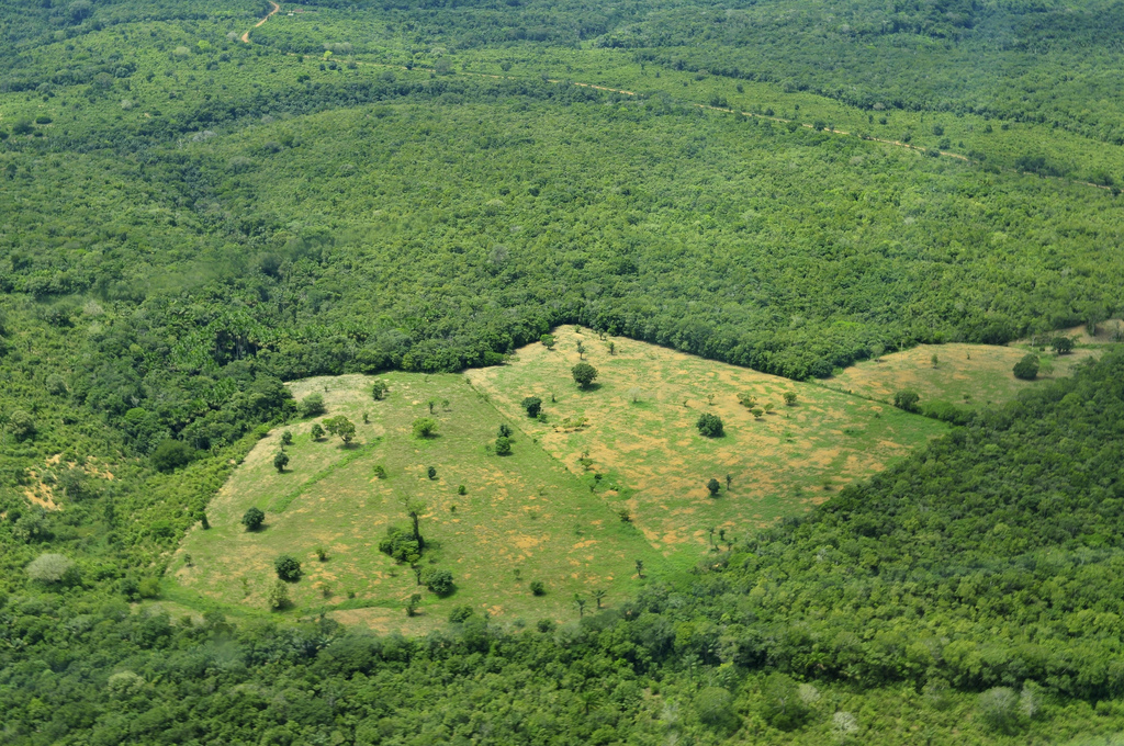 Abgeholzte Fläche im tropischer Regenwald (Brasilien, Amazonas).