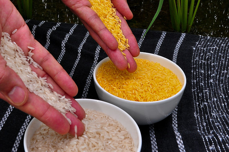 Der Goldene Reis ist eine transgene Reissorte, die einen deutlich höheren Gehalt an Beta-Carotin (Provitamin A) enthält, was an der goldgelben Farbe zu sehen ist. Er wurde 1992 entwickelt, um den Vitamin-A-Mangel in Asiens Entwicklungsländern zu bekämpfen.