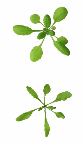 Die Symptome des Ammoniummangels sind deutlich sichtbar, wenn Arabdidopsispflanzen plötzlich ohne das Enzym PDX3 (siehe unten) auskommen müssen.