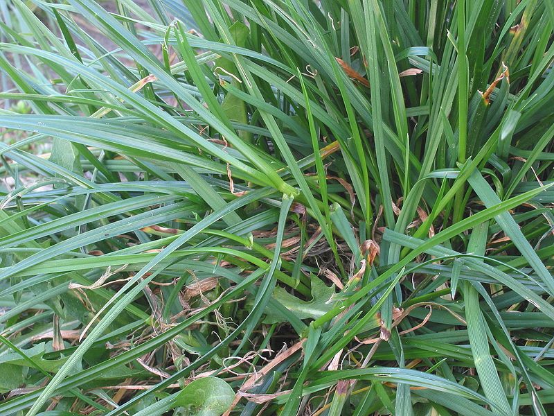 Der iranische Schlauchpilz und seine weltweit verbreitete Schwesterart befallen mehrere Wirtspflanzen mit unterschiedlicher Virulenz, darunter auch das Deutsches Weidelgras (Lolium perenne).