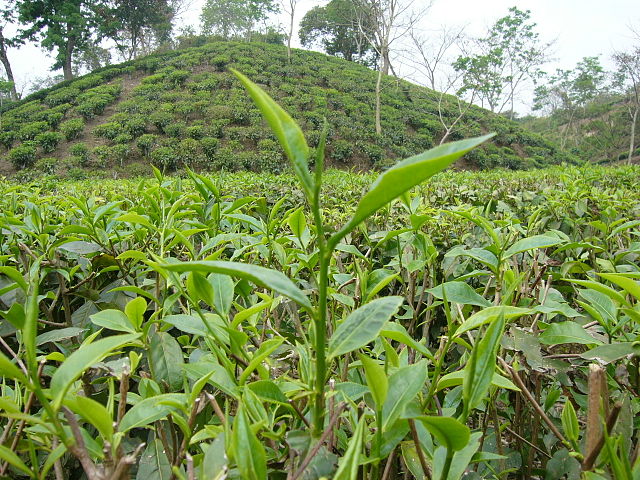 Unterschiedliche Pflanzenteilen der Teepflanze Camellia sinensis (z.B. Blätter oder Stängel) werden für die Zubereitung von Tee genutzt. (Quelle: © Shahnoor Habib Munmun / Wikimedia.org; CC BY 3.0)