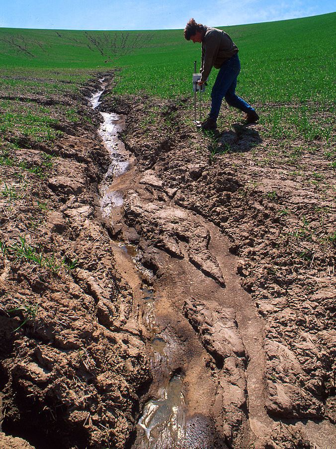 Schwere Bodenerosion in einem Weizenfeld in den USA. Hier wurde der Boden durch Wasser abgetragen.