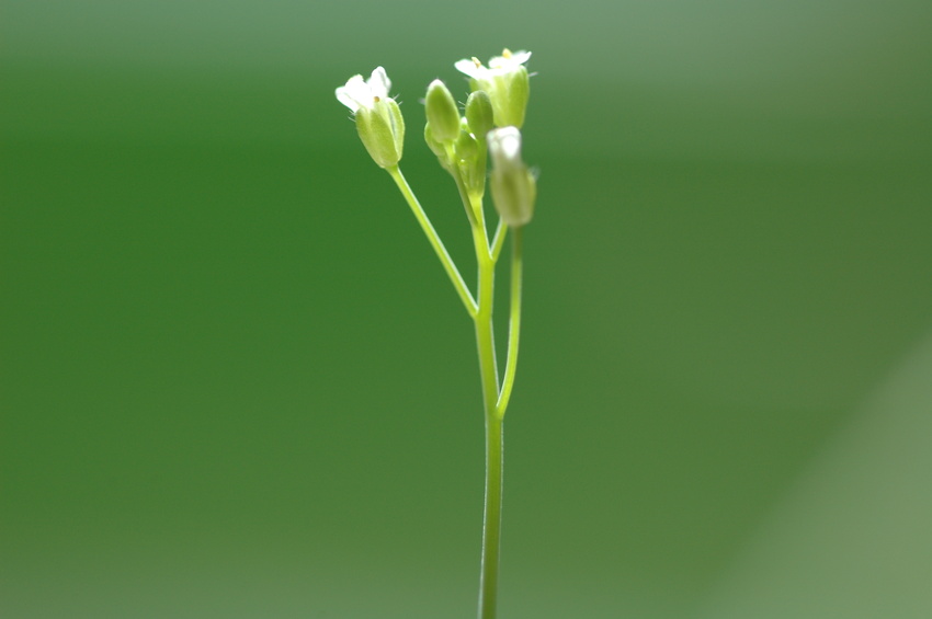 Das Gen FLOWERING LOCUS T (kurz: FT), wurde Ende der 90er Jahre des letzten Jahrhunderts in der Modellpflanze Arabidopsis thaliana entdeckt. Dass es maßgeblich an der Blütenbildung beteiligt ist, und das langgesuchte „Florigen“ bzw. ein wichtiger Teil des Florigen-Komplexes ist, war zu Beginn noch nicht klar. 