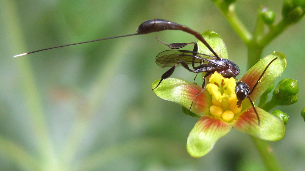 Blütenpflanzen sind auf die Bestäubung durch Insekten angewiesen, der süße Nektar spielt dabei als Lockmittel eine wichtige Rolle. (Bildquelle: © Ton Rulkens/ wikimedia/ CC BY-SA 2.0) 