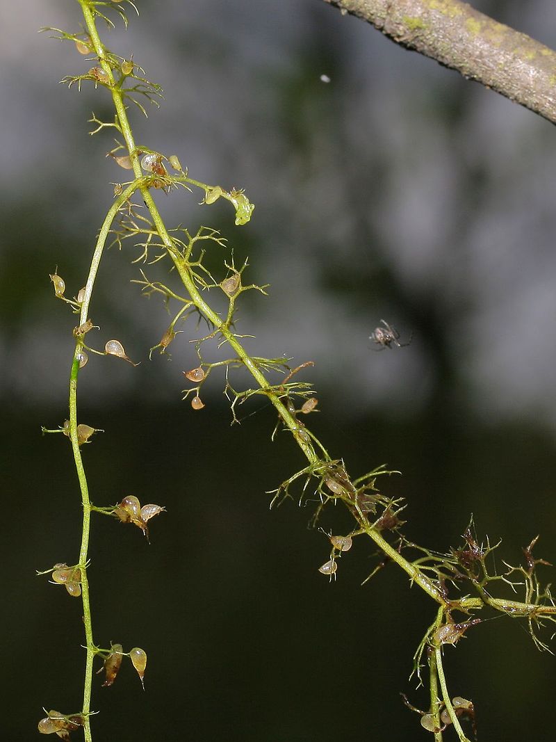 Der kleine Wasserschlauch (Utricularia minor) gehört zur Familie der Wasserschlauchgewächse. Diese bilden mit über 700 Unterarten die größte und am weitesten verbreitete Familie unter den fleischfressenden Pflanzen. 