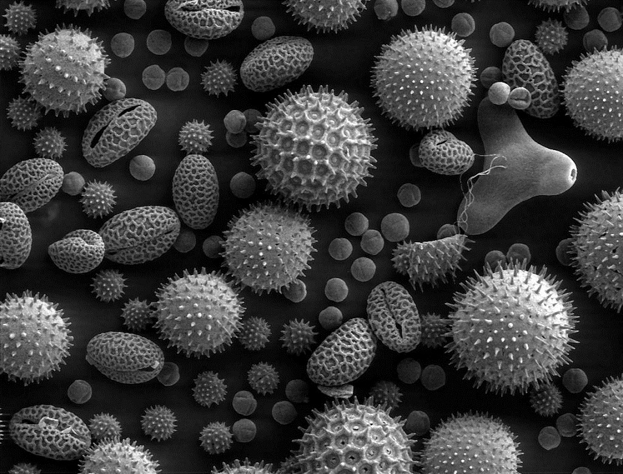 Bei einer Pollenallergie stuft der Körper harmlose Pflanzenpollen (im Elektronenmikroskop) als gefährlich ein und bekämpft sie mit Hilfe des Immunsystems. Unbehandelt verschlimmert sich eine Pollenallergie oft im Laufe des Lebens.