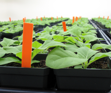 Die ersten klinischen Phase 1 Studien mit den Wirkstoffen aus den gv-Tabakpflanzen können jetzt beginnen. 