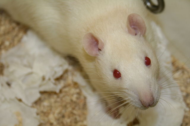 Sprague-Dawley-Ratten wurden für die Langzeitexperimente genutzt. (Quelle: © Jean-Etienne Minh-Duy Poirrier / (CC BY-SA 2.0) 