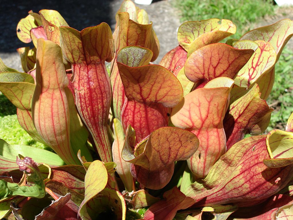 Die Rote Schlauchpflanze (Sarracenia purpurea). (Quelle: © Pouzin Olivier / Wikimedia.org; CC BY 3.0)