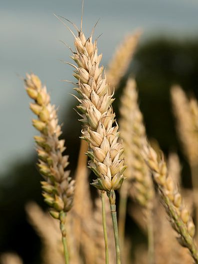 Weizen könnte an Nährwert verlieren durch den Klimawandel. (Quelle: © Optograph / wikipedia.org; CC BY-SA 3.0).