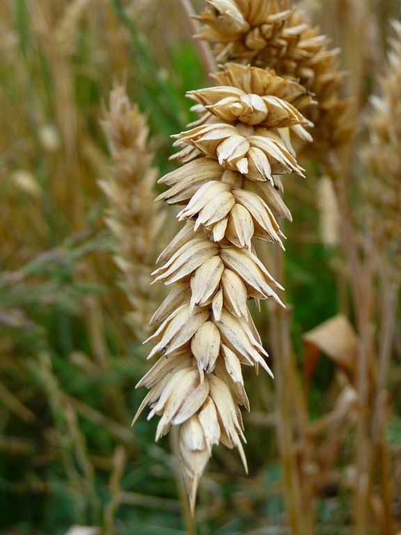 Die heutigen hohen Erträge beim Weizen verdanken wir auch der Pflanzenzüchtung (Quelle: © 3268zauber / Wikimedia.org; CC BY-SA 3.0)