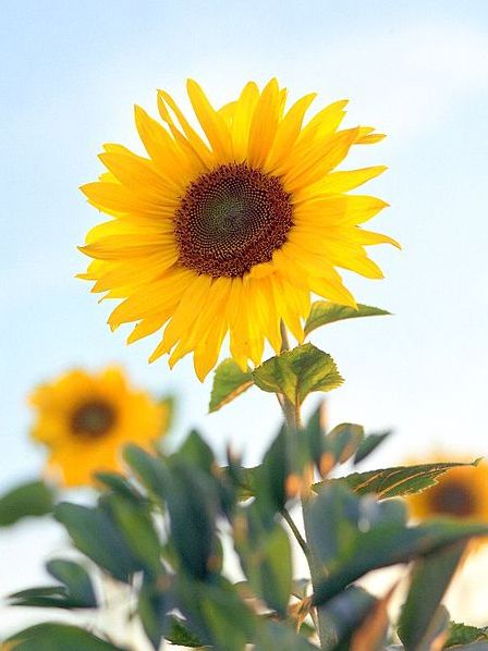 Die Sonnenblume (Helianthus annuus L.) ist die Wirtspflanze des Schmarotzers Orobanche cumana.(Quelle: © T.Voekler / Wikimedia.org; CC BY-SA 3.0)