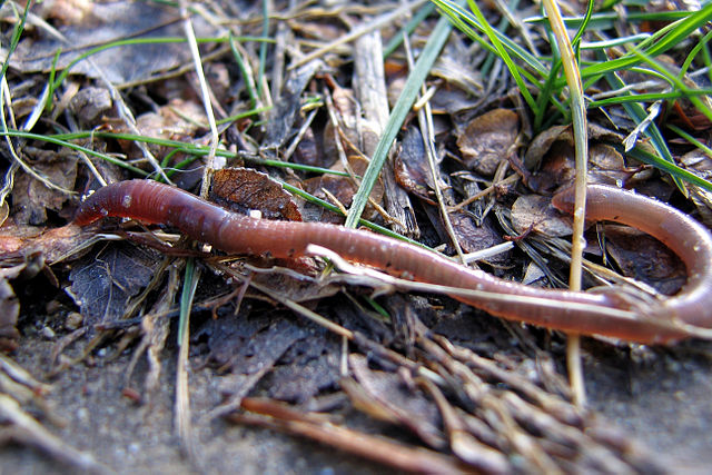 Regenwürmer sind wichtige Ökodienstleister. Sie fördern die Humusbildung, erhöhen die Bodenfruchtbarkeit und tragen zum Erhalt der Bodenfunktion bei.