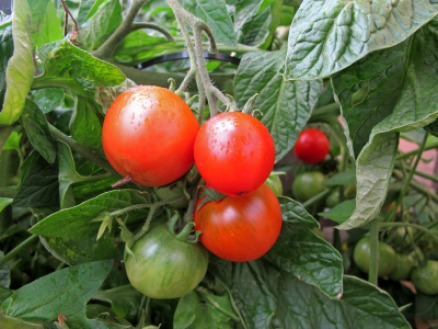 Gesunde Pflanzen haben kräftige, grüne Blätter und makellose Früchte. Resistenz gegen die zerstörerische Phytophthora ist daher ein Züchtungsziel neuer Kartoffel- und Tomatensorten.
